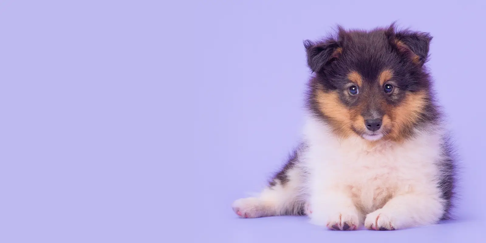 Fluffy white and brown puppy on a light purple background.