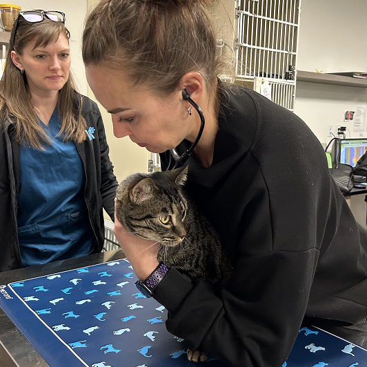 A veterinarian examines a tabby cat with a stethoscope in a clinical setting.