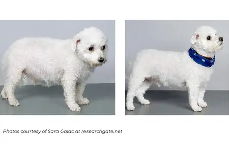 Spotlight on Cushing’s Disease: Helpful Information for Pet Parents