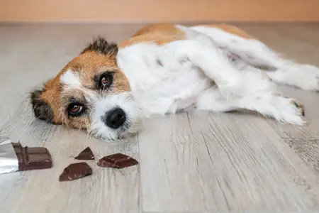 Chocolate Toxicity in Dogs: An Emergency Calculator