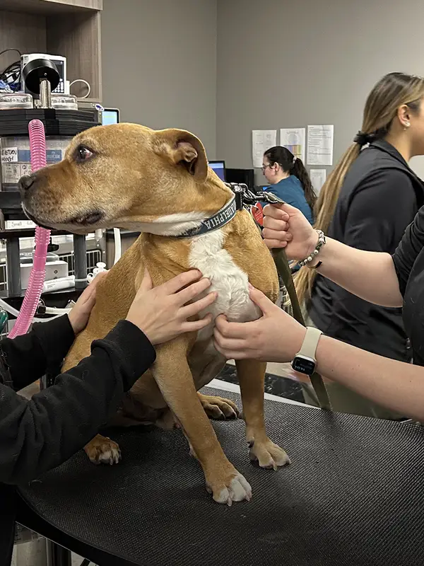 Two women attending to a brown dog on a veterinary examination table with two other women in the background.