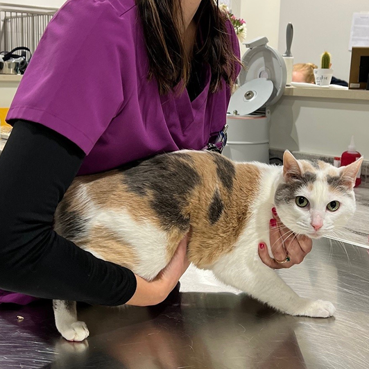 Woman vet in a pink scrub top holding a white cat in a clinical setting.