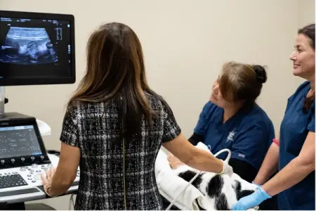 Feline & Canine Kidneys: A Guide to Managing Renal Health