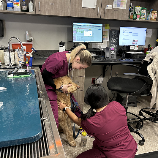 Two vets in maroon scrubs attending to a large fuzzy brown dog in a clinical setting.