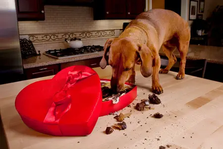 Dog Ate Milk Chocolate: Determining the Danger Level