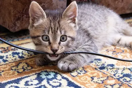 Pica in Cats: When Is It a Veterinary Emergency?