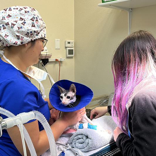 Veterinary professionals caring for a cat in a clinical setting with medical equipment around them.