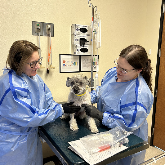 Veterinary professionals caring for a small gray dog in a clinical setting with medical equipment around them.