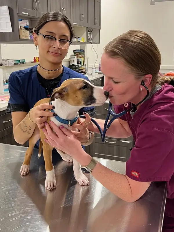 Two veterinary staff examining a small dog with brown spots on a metal table in a vet clinic.