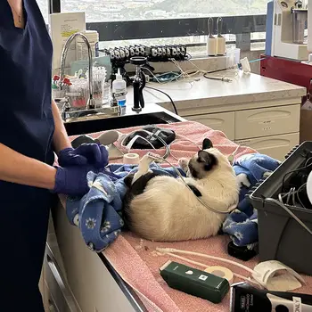 Veterinary professionals caring for a cat in a clinical setting with medical equipment around them.
