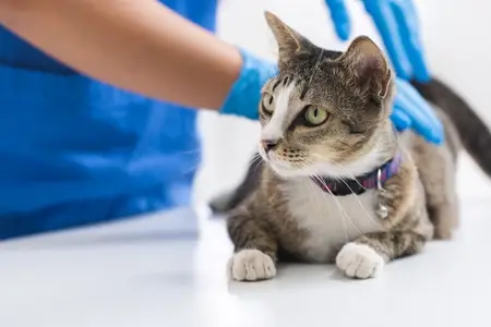 Why Is My Cat Coughing: A Guide to Emergency Signs