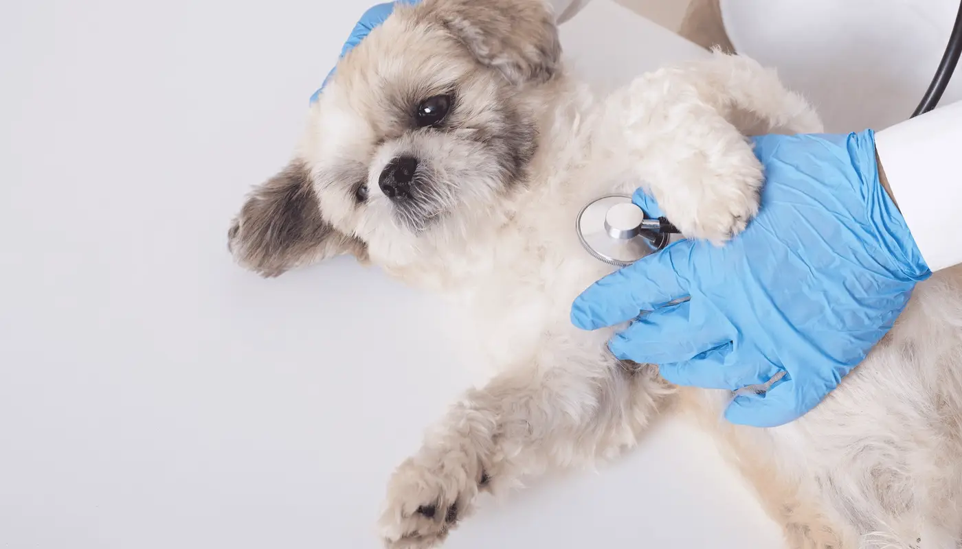 A small fluffy dog is examined with a stethoscope by a person in blue gloves.
