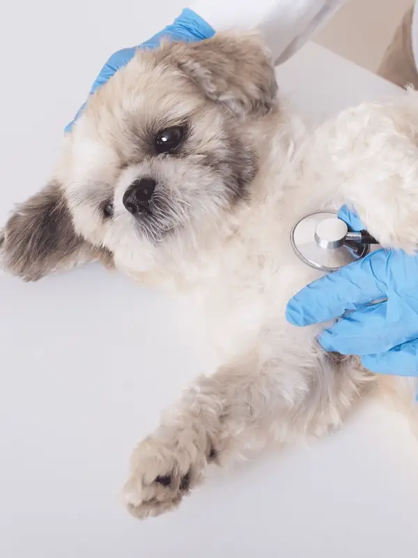 A small fluffy dog is examined with a stethoscope by a person in blue gloves.