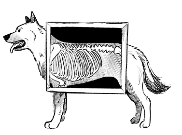 Illustration of a dog with a square cutout revealing its ribcage and spine like an x-ray.