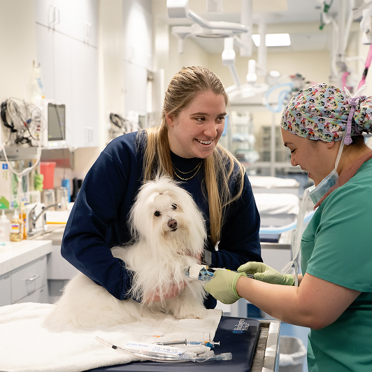 Veterinary professionals caring for a fluffy white dog in a clinical setting with medical equipment around them.