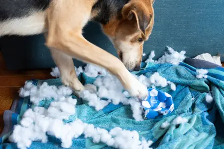 Dog Ate a Sock: An Emergency Guide to Intestinal Blockage