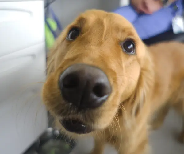 Close up of a golden retriever puppy's nose.
