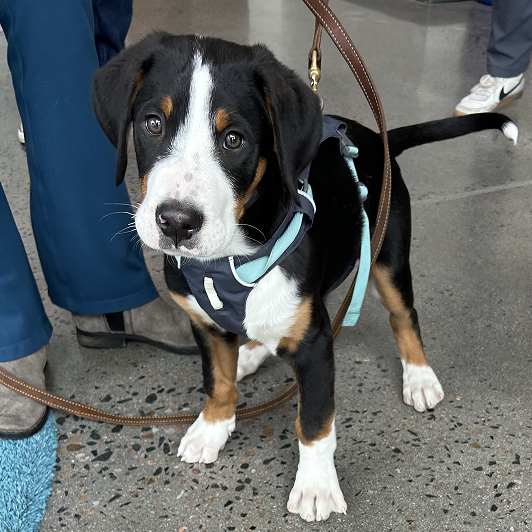 Young black, white, and brown puppy wearing a light blue harness, standing on a concrete floor.