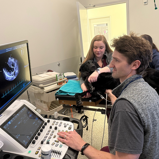 Two veterinary professionals performing an ultrasound on a black Labrador retriever while another vet supports.