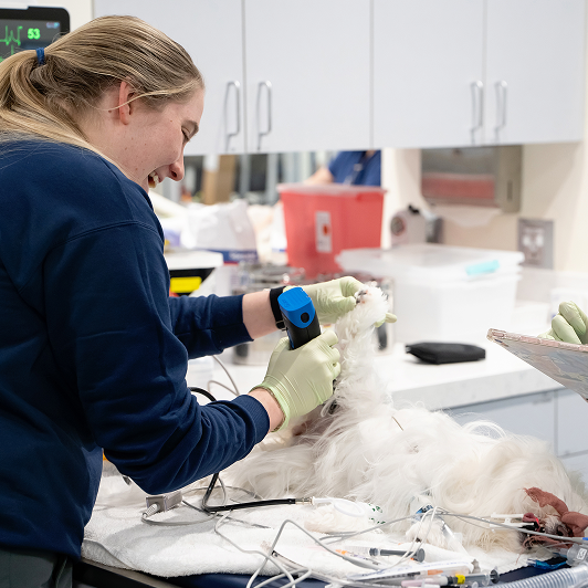 Veterinary professionals caring for animals in a clinical setting with medical equipment around them.