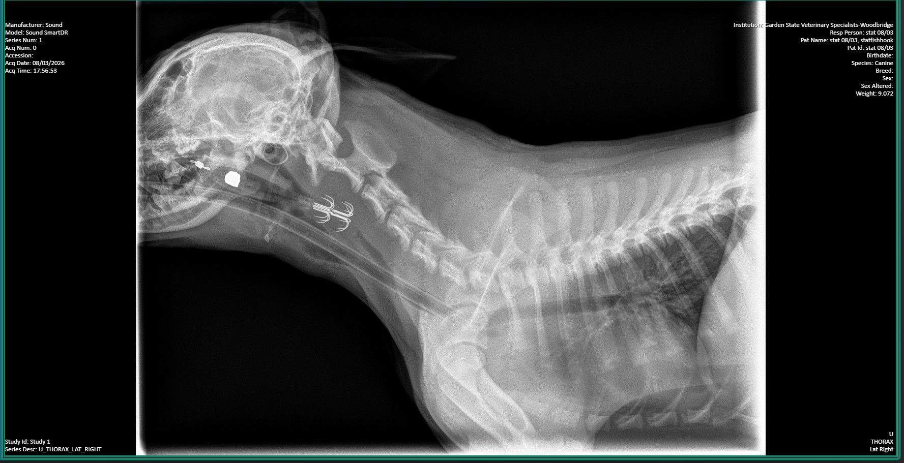 Pudding’s Care After Swallowing a Fish Hook