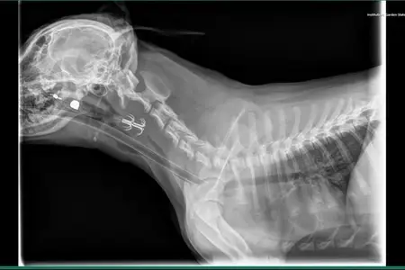 Pudding’s Care After Swallowing a Fish Hook