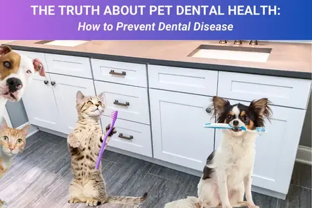 The Truth About Pet Dental Health How to Prevent Dental Disease