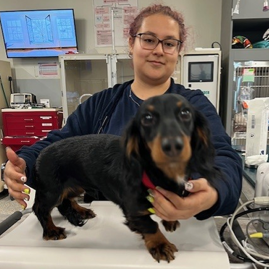 A vet cares for a small black and brown puppy on an exam table in a clinical setting.