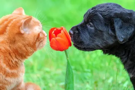 Hydrangea Poisoning in Dogs: Symptoms and Immediate Steps