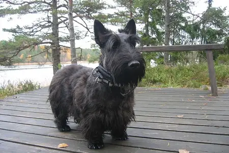 What Is The Scotty Cramp?