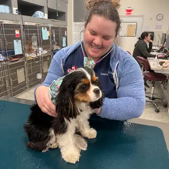 Person in a blue uniform interacting with a small dog on an examination table.