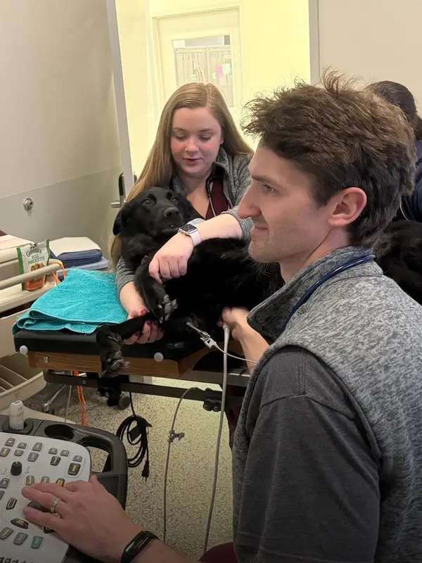 Two vets assist a black dog as another vet performs an ultrasound.