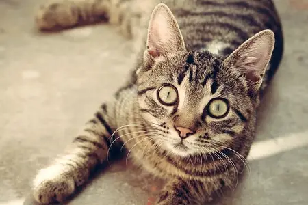 How to Tell If Your Pet is Experiencing An Emergency