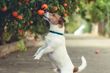 Plum Ingestion in Dogs: Is It an Emergency?