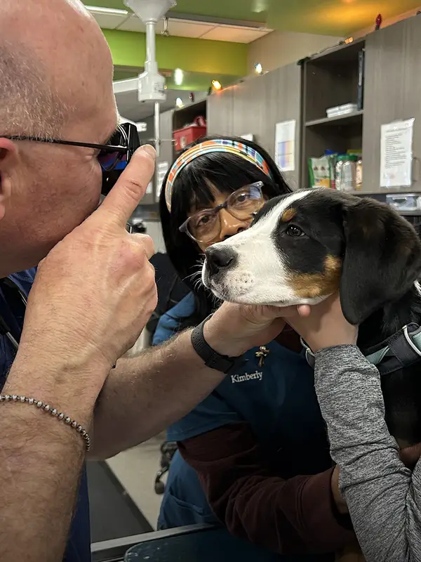 Two veterinary professionals examining the eyes of a brown puppy in a clinical setting with medical equipment around them.