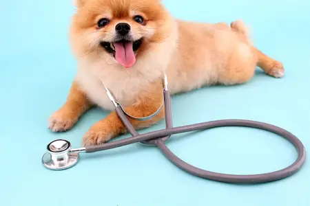 CHF in Dogs: Recognizing Emergency Warning Signs