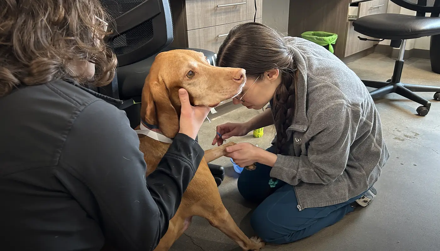 Two veterinary professionals caring for a brown dog in a clinical setting with medical equipment around them.
