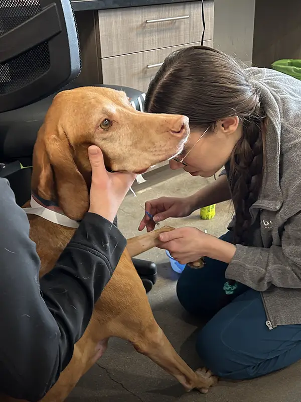 Two veterinary professionals caring for a brown dog in a clinical setting with medical equipment around them.