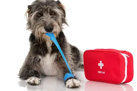 GDV in Dogs: Recognizing the Urgent Signs of Bloat