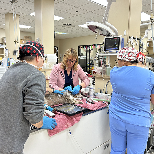 Veterinary professionals caring for a dog in a clinical setting with medical equipment around them.
