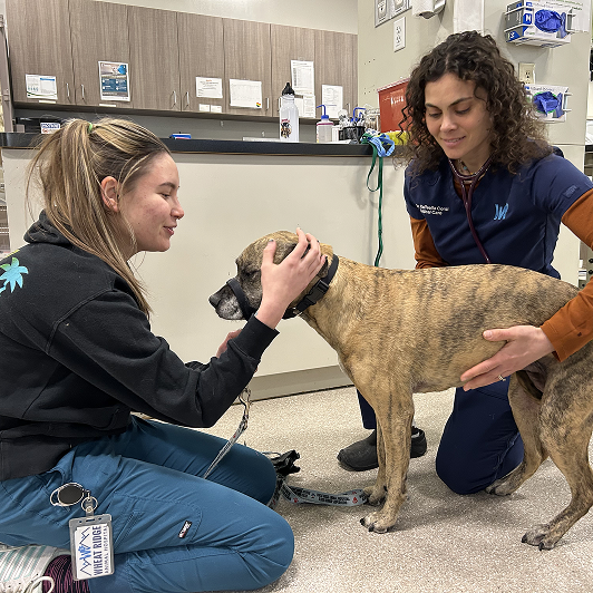 Two people in blue scrubs interacting with a brindle dog in a veterinary clinic.