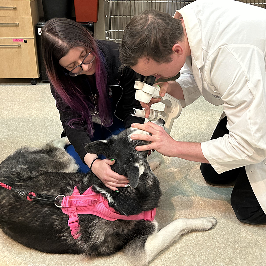 Veterinary professionals examining a dog's eyes in a clinical setting with medical equipment around them.
