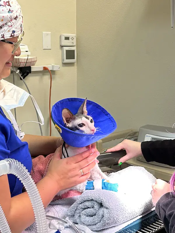Veterinary professionals caring for a cat in a clinical setting with medical equipment around them.
