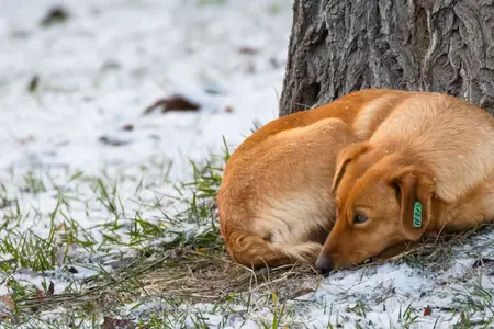 Enlarged Heart in Dogs: When to Seek Immediate Care