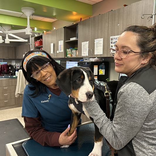 Two women with a black and brown spotted puppy in a veterinary examination room.