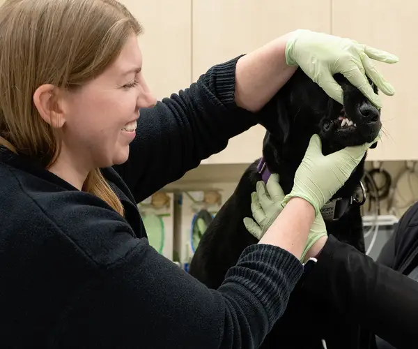 A vet smiles while examining the teeth of a black Labrador retriever.
