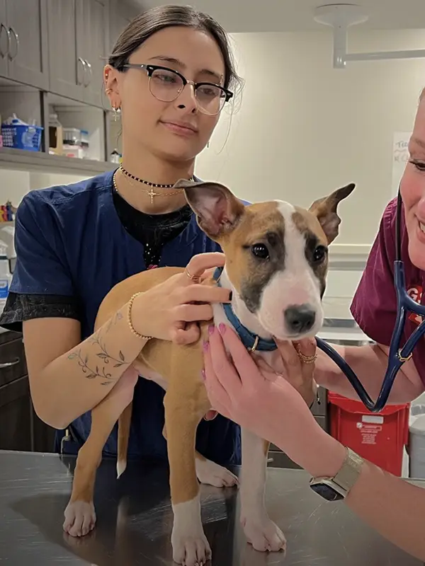 Two vets examine a small brown puppy on a clinic table.