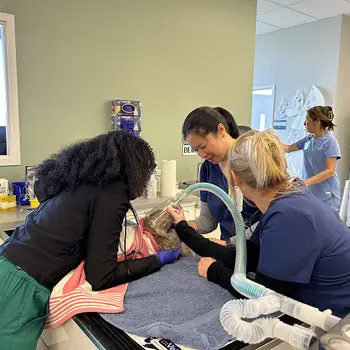 Veterinary professionals caring for an animal in a clinical setting with medical equipment around them.