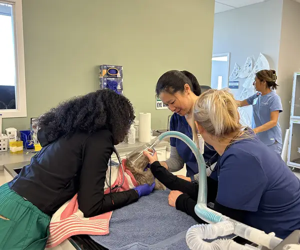 Veterinary professionals caring for animals in a clinical setting with medical equipment around them.