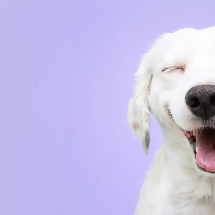 Smiling white dog on a light purple background.